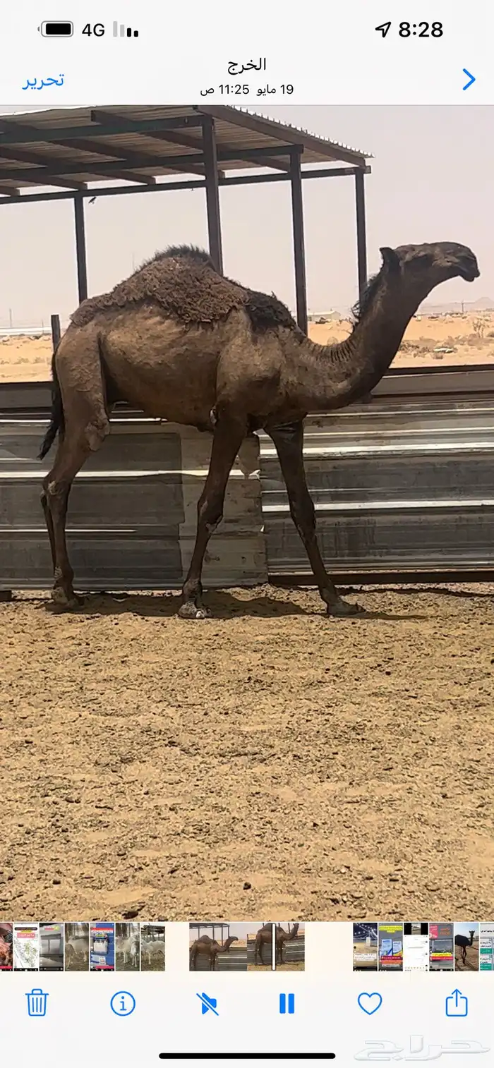 قعود اصفر فردي 0