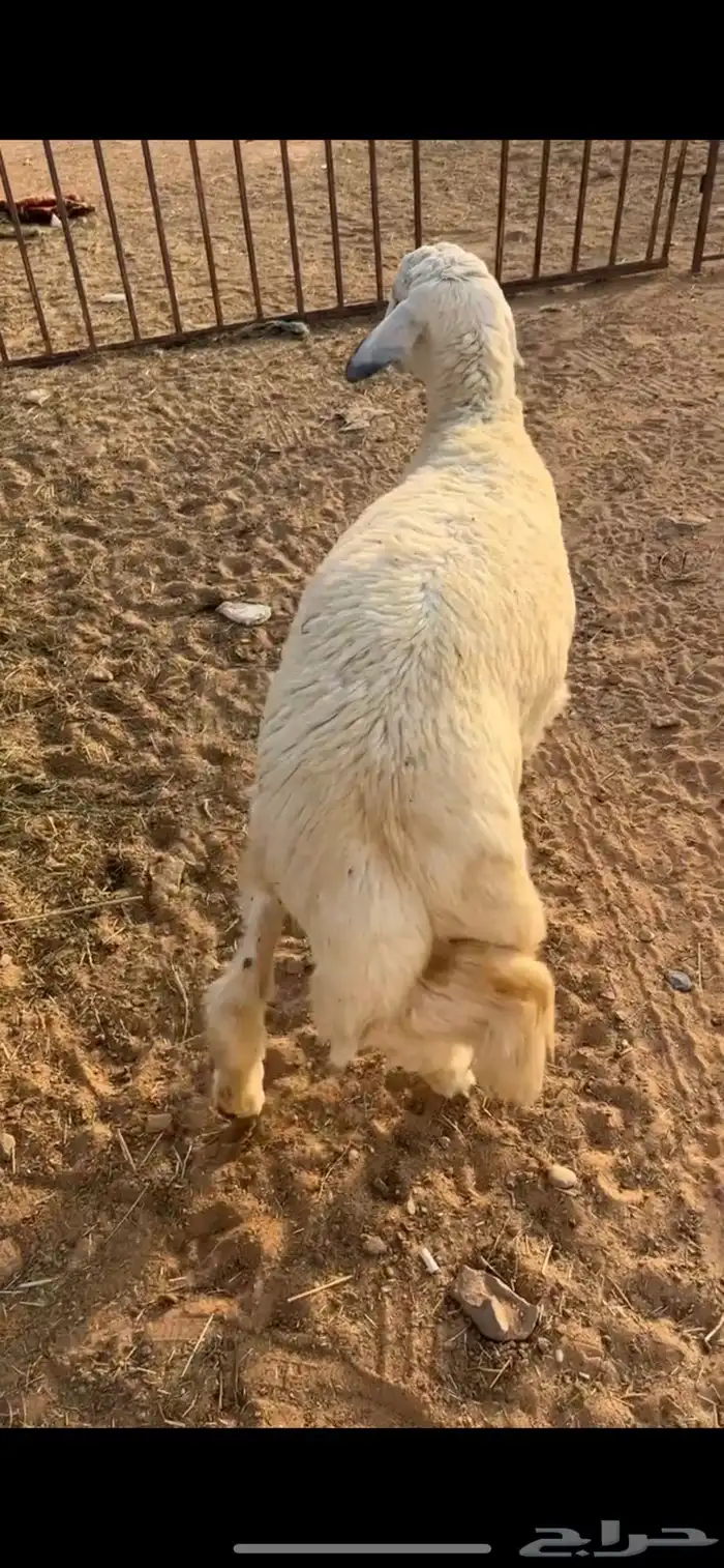 خرفان حرية 3