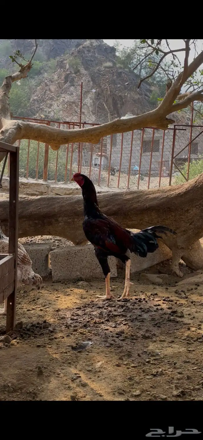 طقم ديك باكستاني واناث فارسي مستوى عالي 0