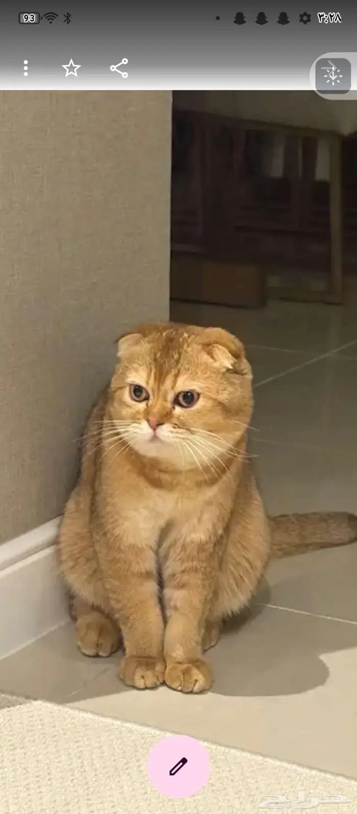 ذكر سكوتش بيور للتزاوج 0
