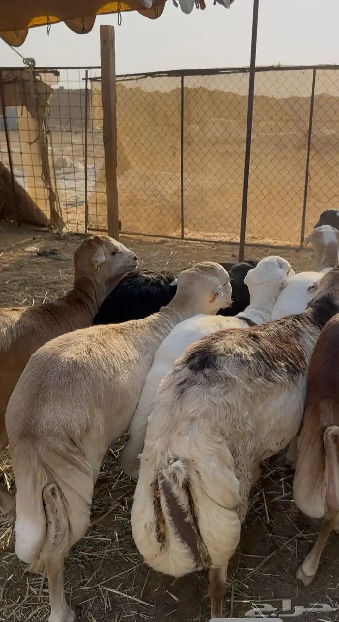 ذبايح رفيدي فل شحم مرابي شرط ووزن 0