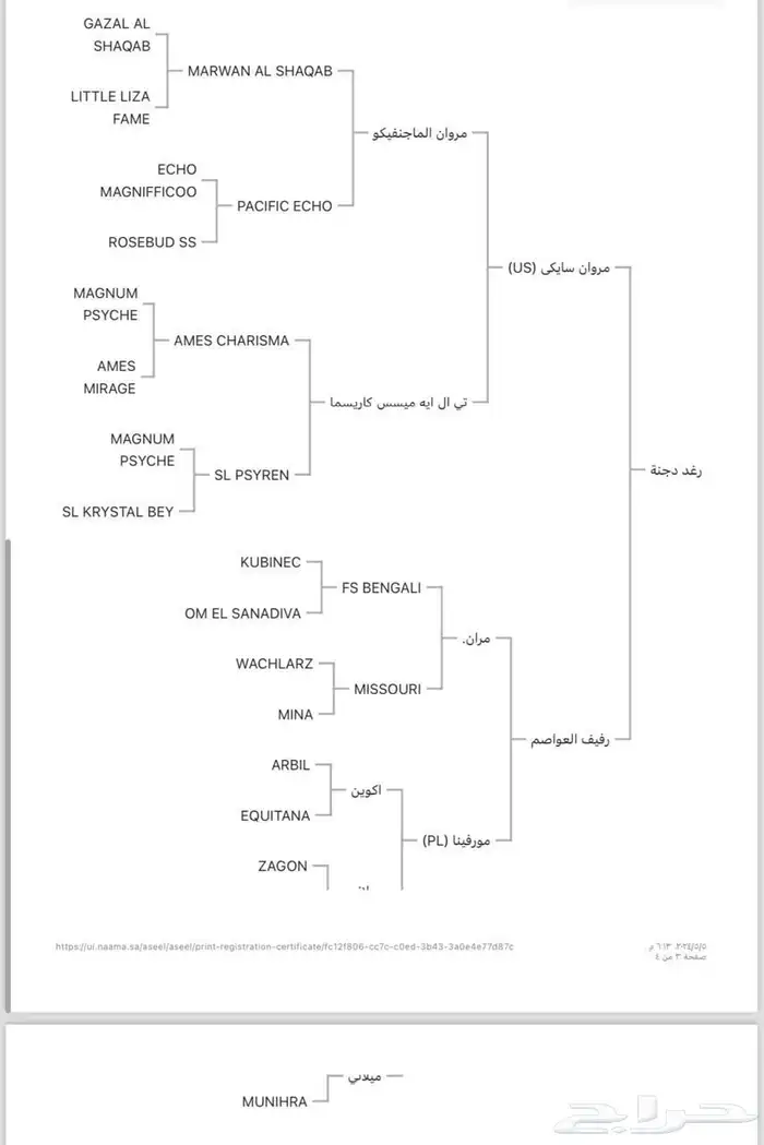 فرس مكس جمال 1