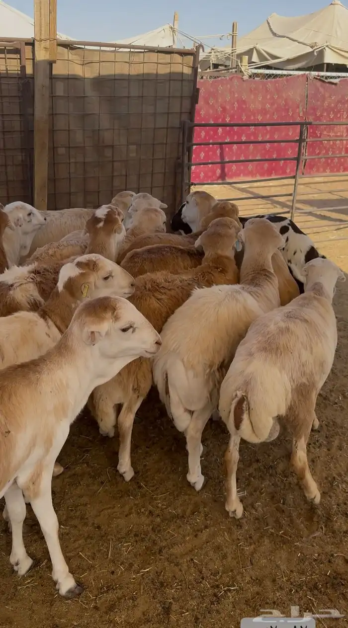ذبايح رفيدي فل شحم مرابي شرط ووزن 6