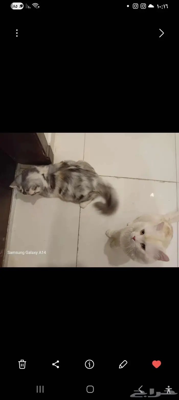 لتبني العاجل للقطين معا 0