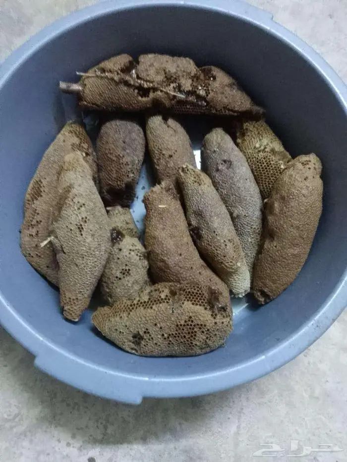 عسل بري حر لايتدخل فيه الانسان 0