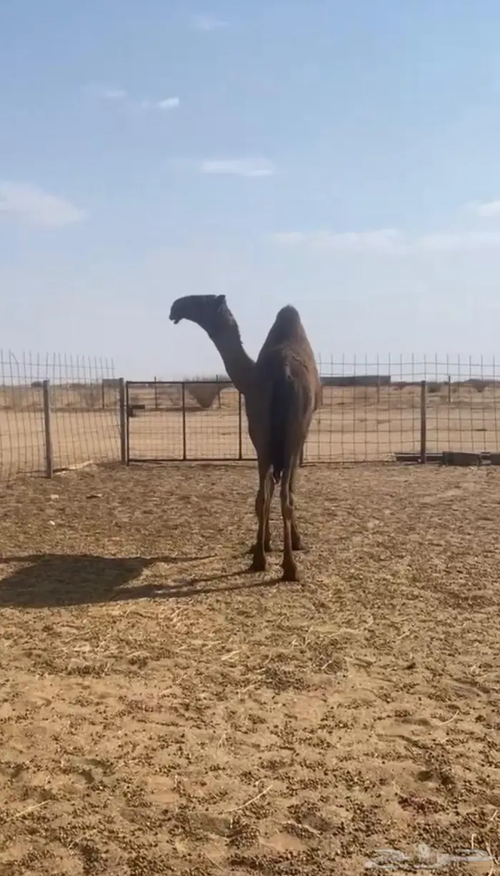 قعود كفو ضغط عالي 2