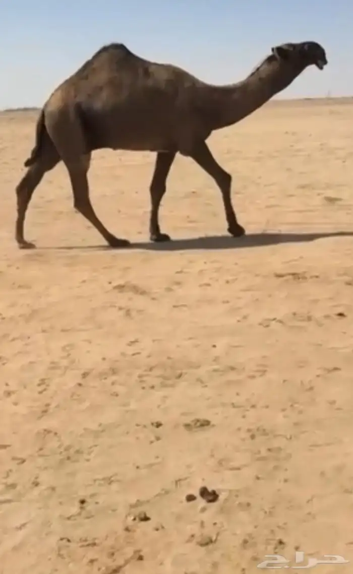 للبيع القعود الكفو دبياني 0