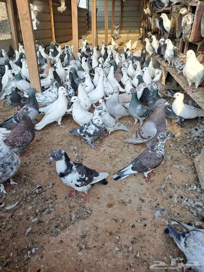 عشة حمام كاملة للبيع 2