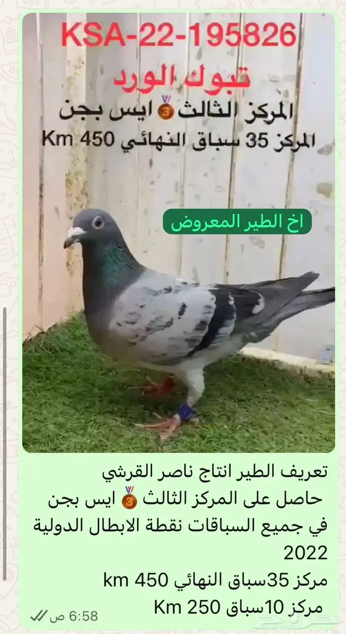 فحل زاجل اخ مباشر لثالث حجل ذهبي نقطة الأبطال 20220 1