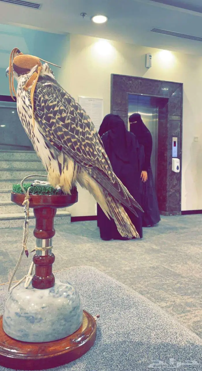 عرض صقر مع صقار بمناسبة اليوم الوطني 3