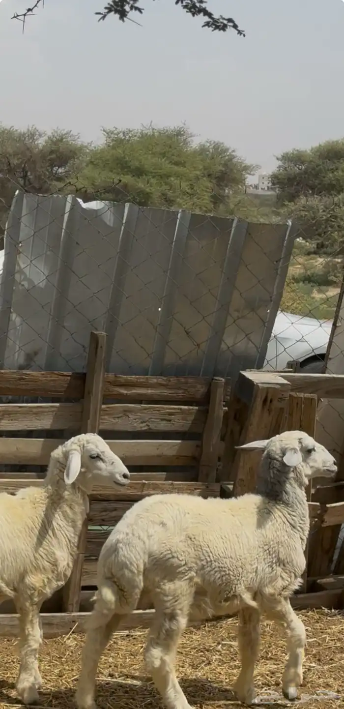 بهم حري كفو 1