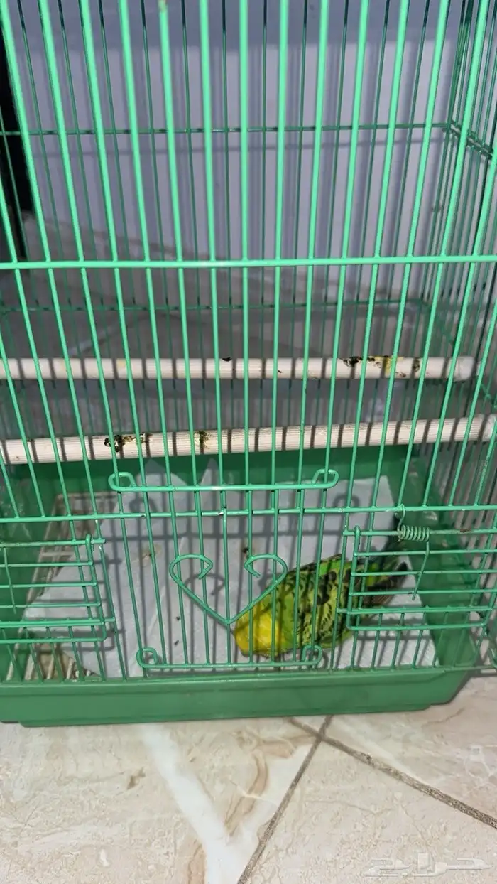 للبيع طيور 0