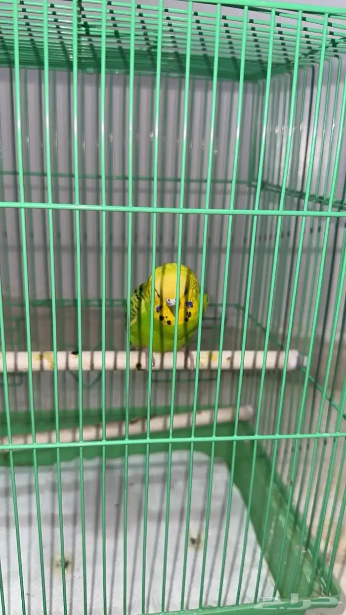 للبيع طيور 1