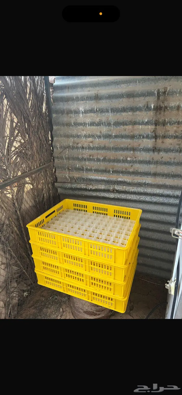 فقاسة ماسة المحمدية جميع القطع اصلية أوتوماتيك 4