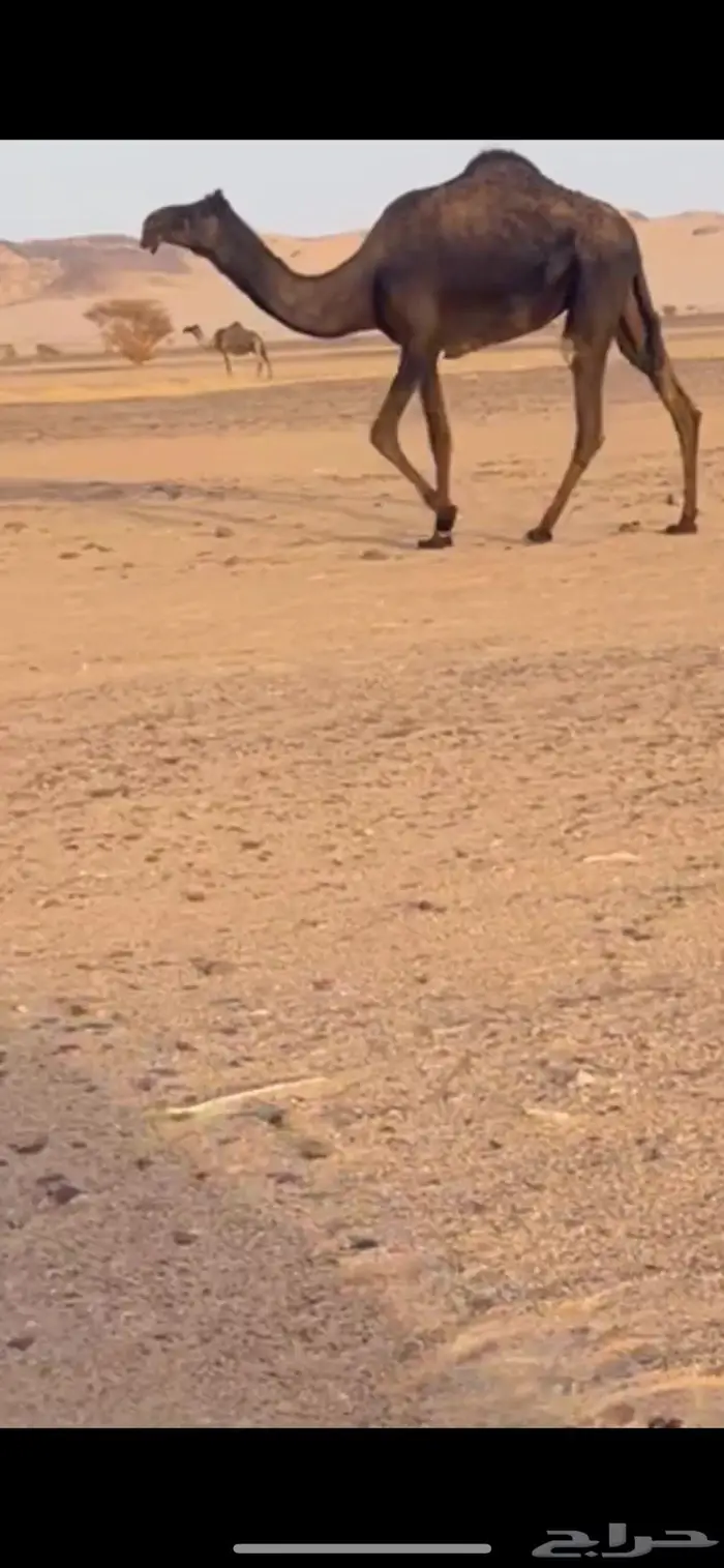 وادي الدواسر 1