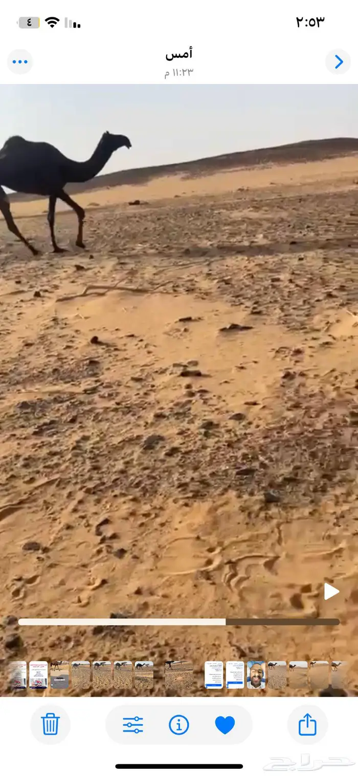 وادي الدواسر 4