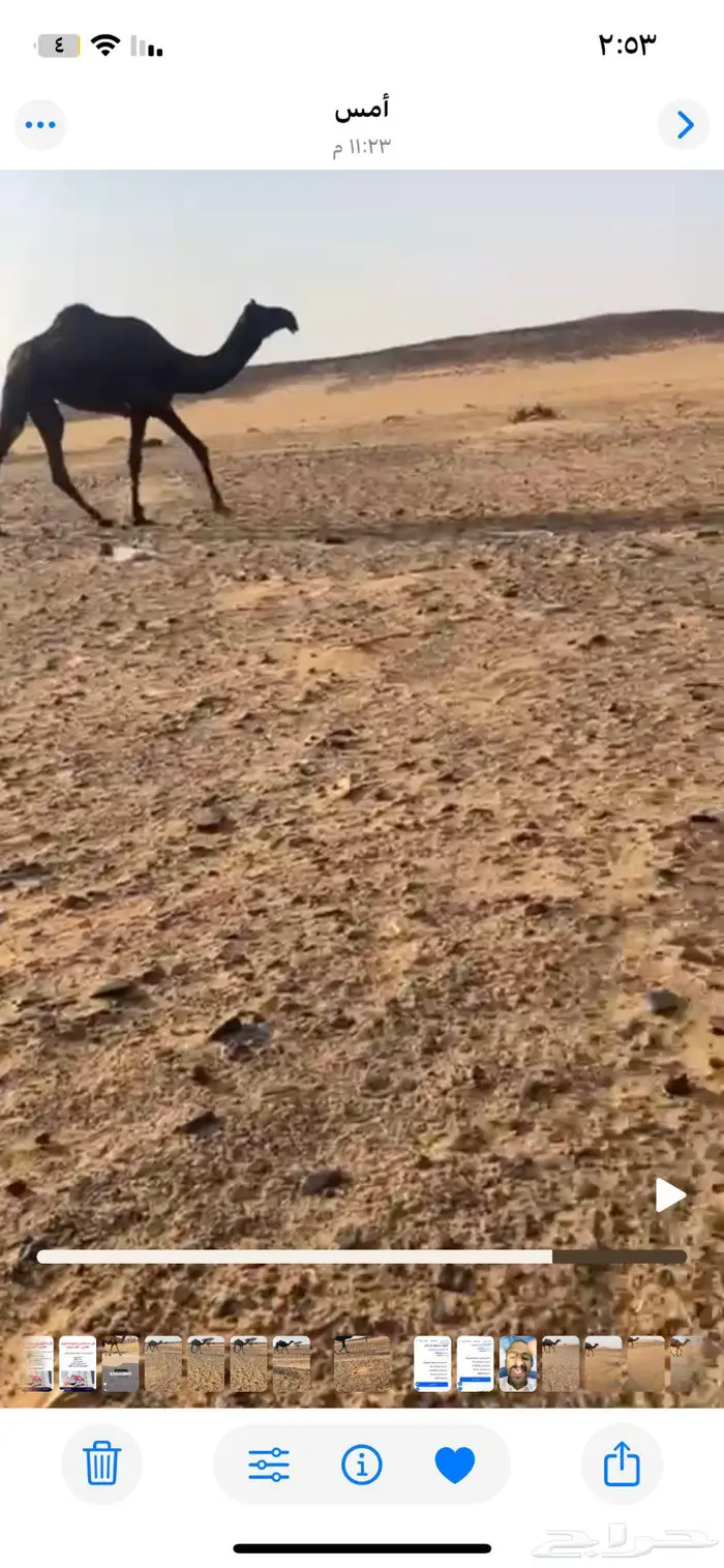 وادي الدواسر 5