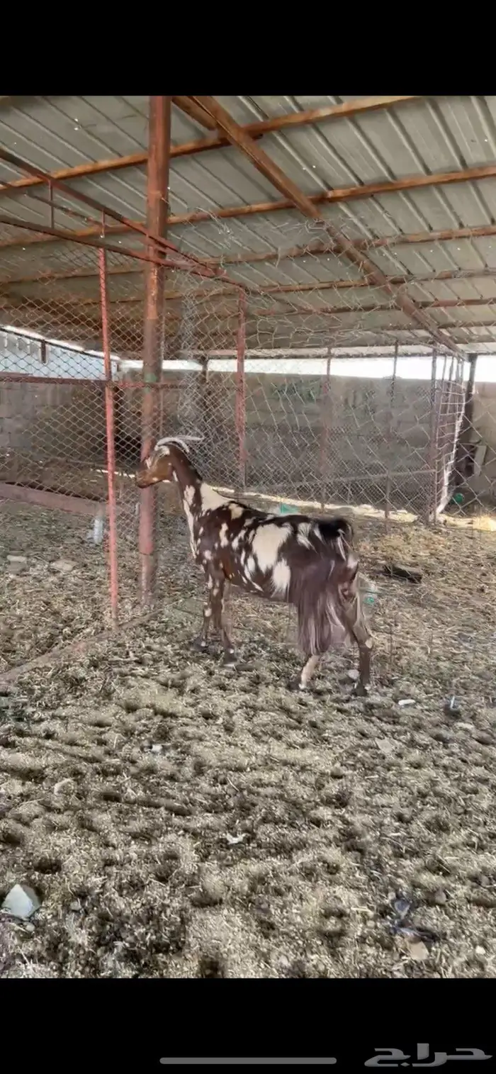 ماعز تم البيع 0