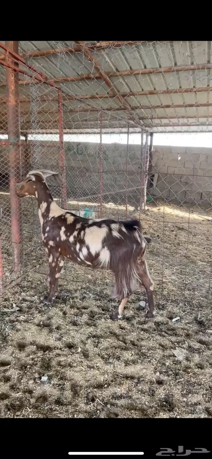 ماعز تم البيع 1