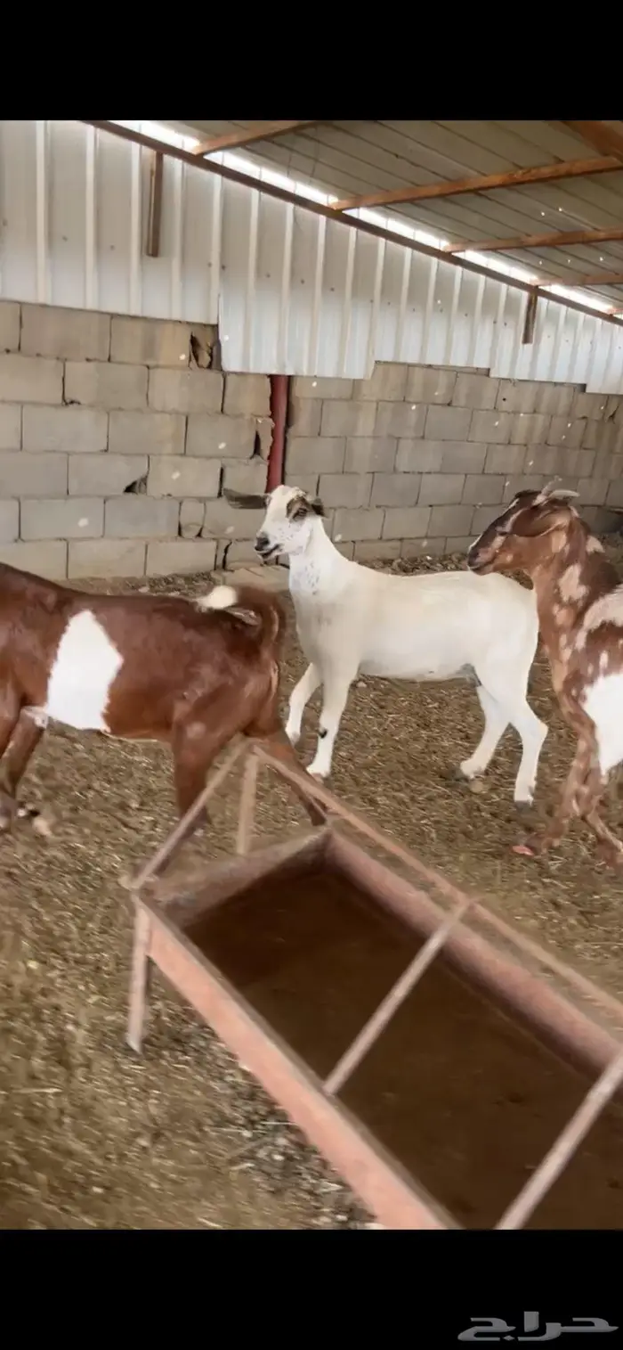 ماعز تم تم البيع 1
