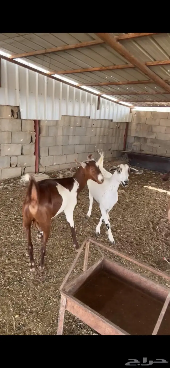 ماعز تم تم البيع 0