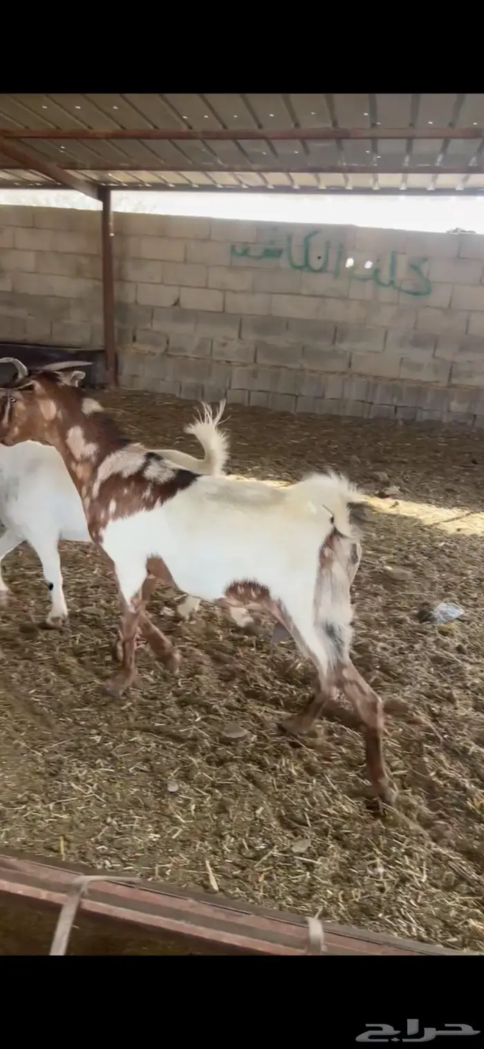 ماعز تم تم البيع 2