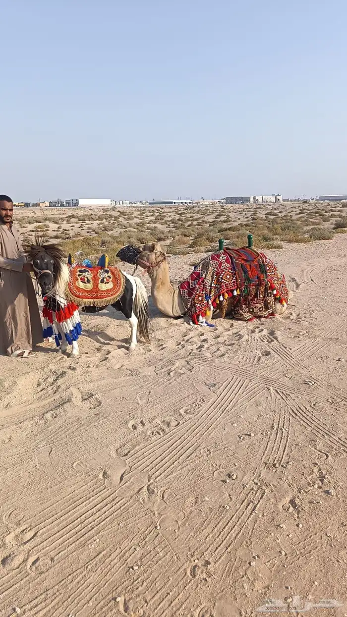 تأجير لليوم الوطني جمل وسيسيات 0