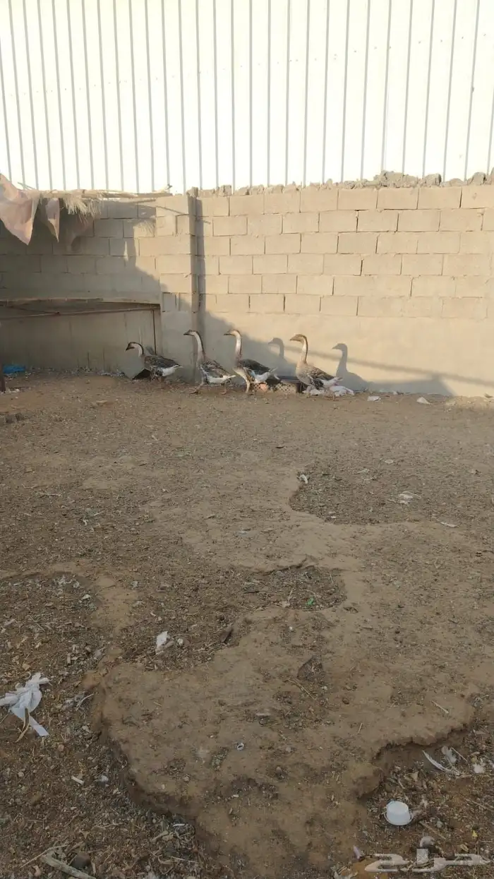 وز عراقي عمر 5 شهور 0
