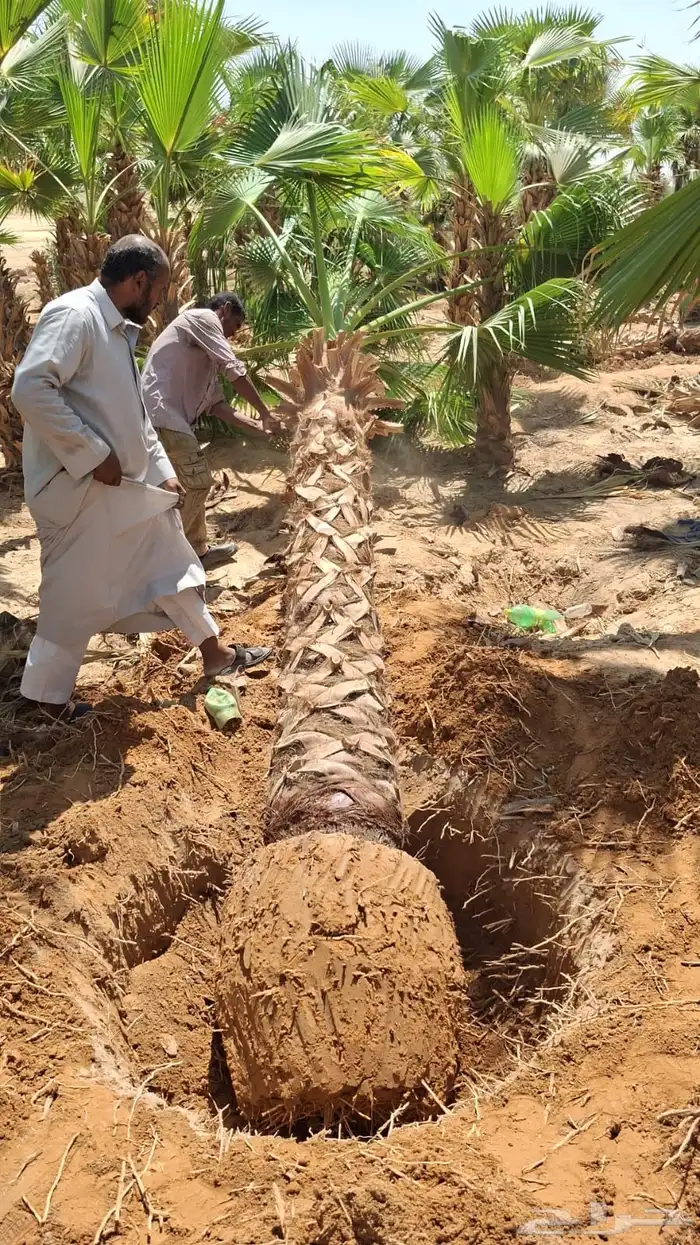 تكريب وتنضيف نخل توريد وغرس 2