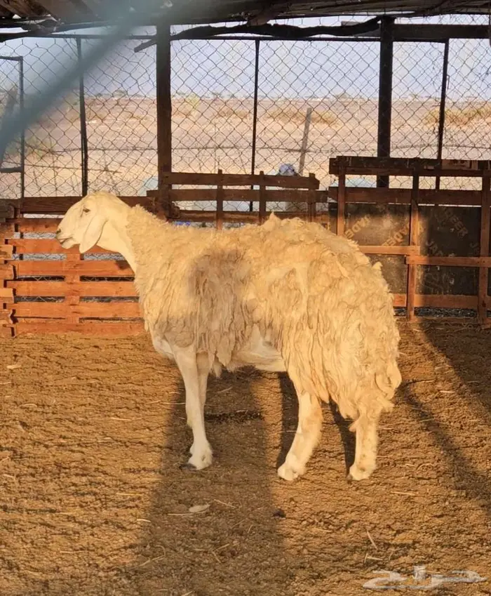 3 نعاج للبيع تم البيع 0