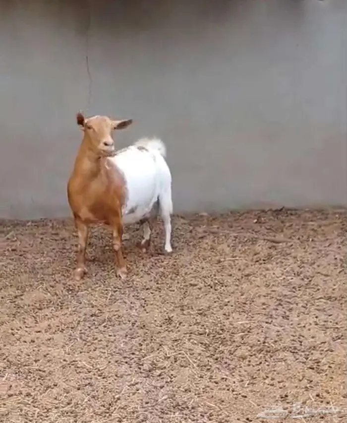 جوز اقزام دافع على ولادة 2