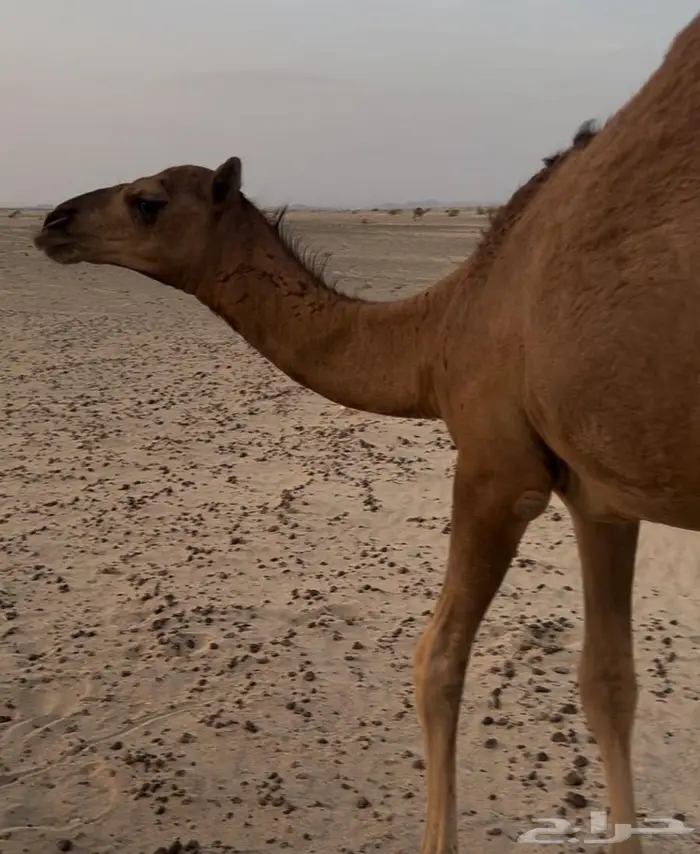 حاشي على حليب امه 2