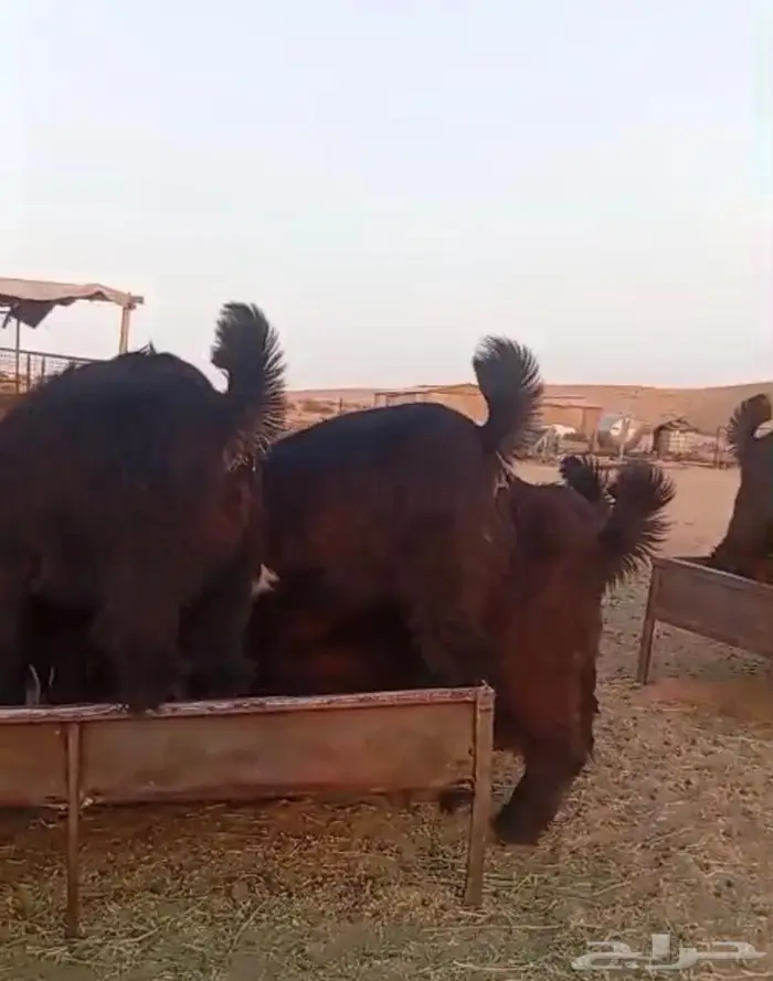 ماعز عوارض مقاني شق توم 0