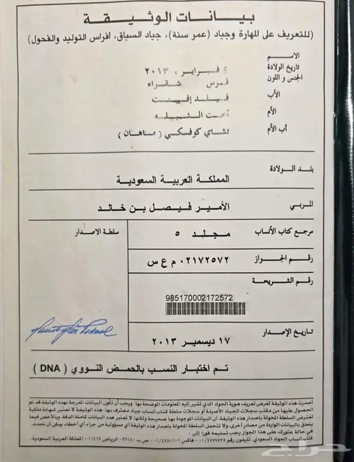 فرس انجليزية 4
