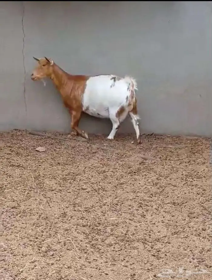 جوز اقزام دافع على ولادة 3
