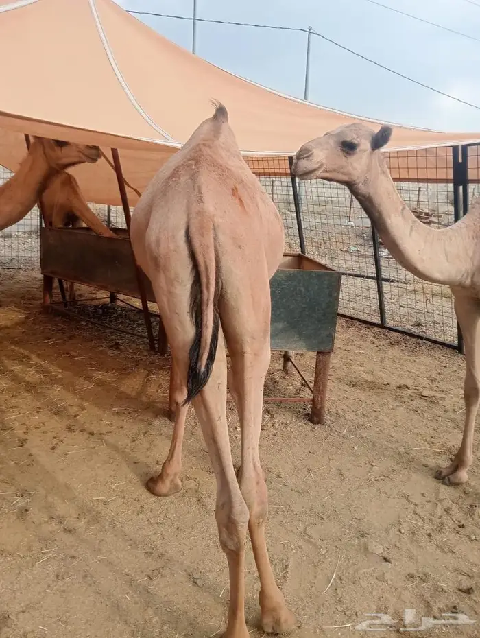 5روس قعدان جملة او تفريد 8
