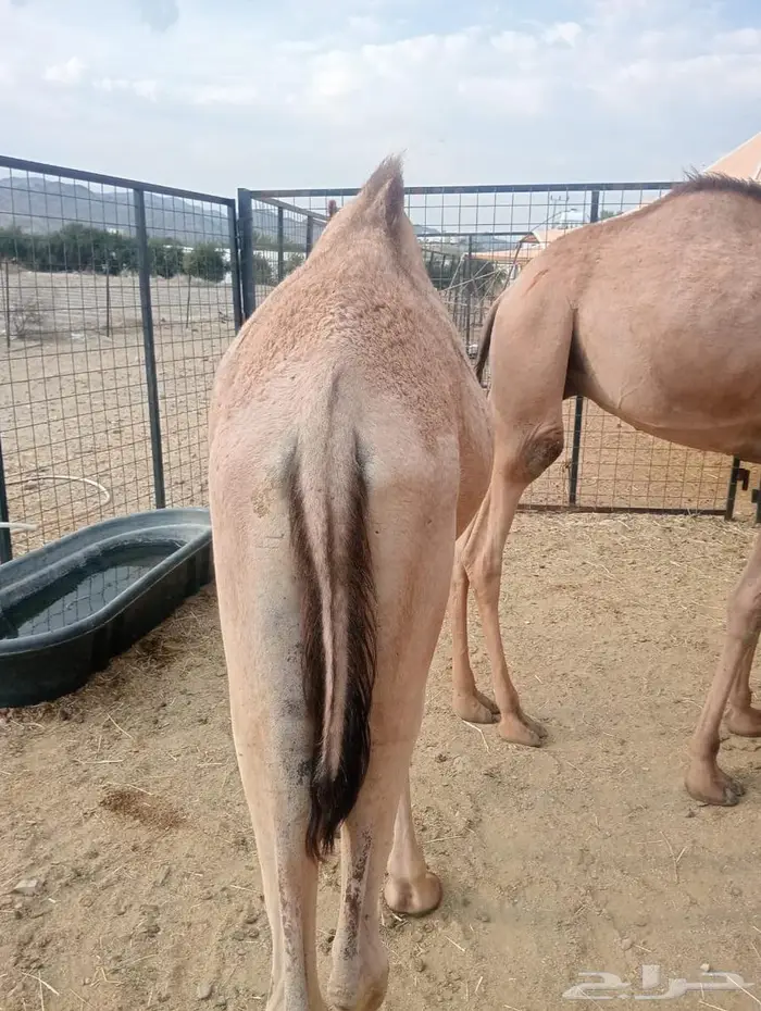 5روس قعدان جملة او تفريد 0