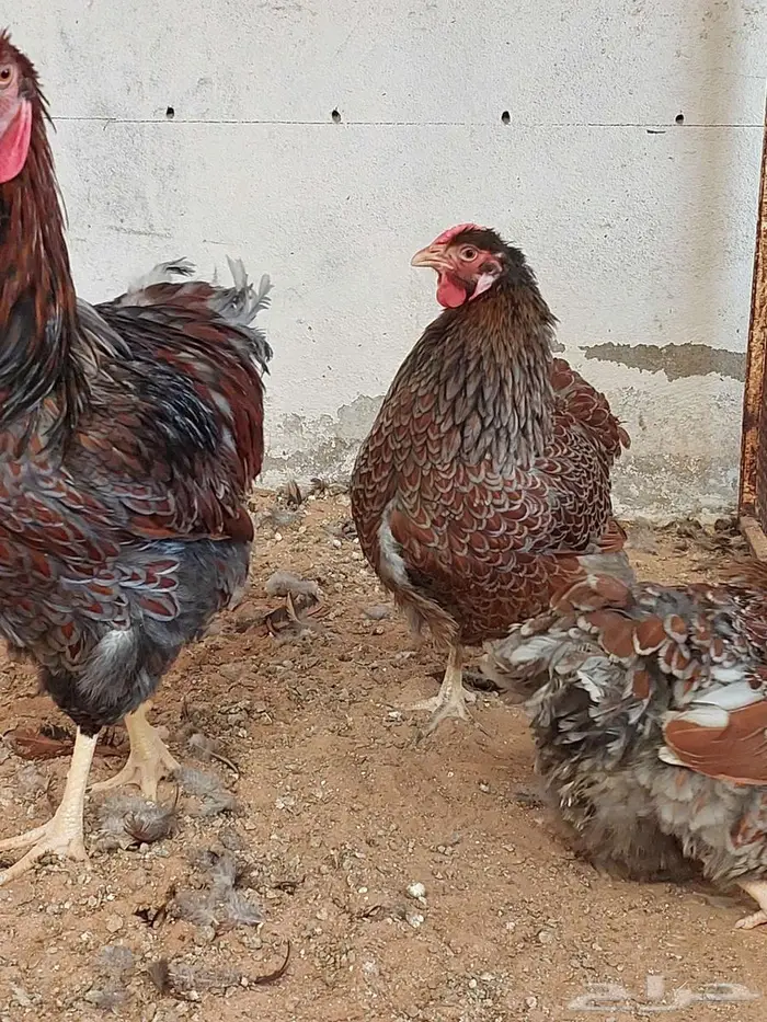 طقم دجاج وايندوت أوروبية الجميلة 4