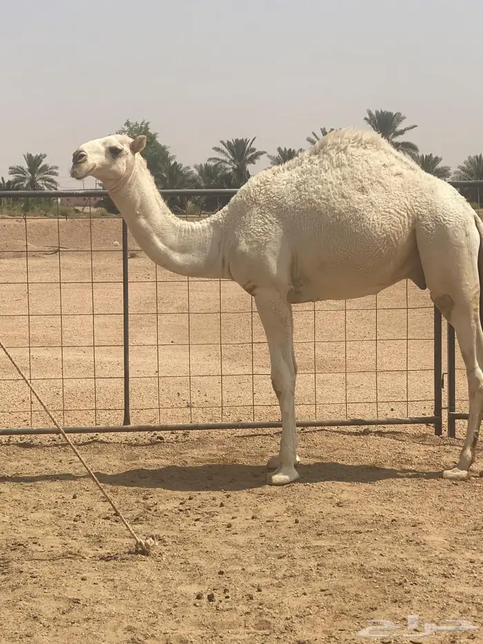 قعود لبيع 0