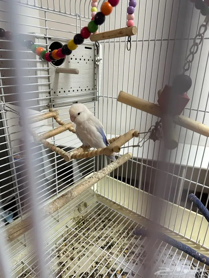 طيور روز زوج مبيضه 0