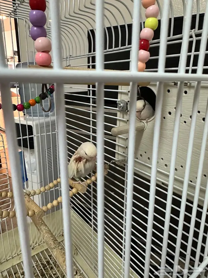 طيور روز زوج مبيضه 1