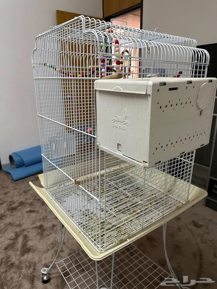 طيور روز زوج مبيضه 3