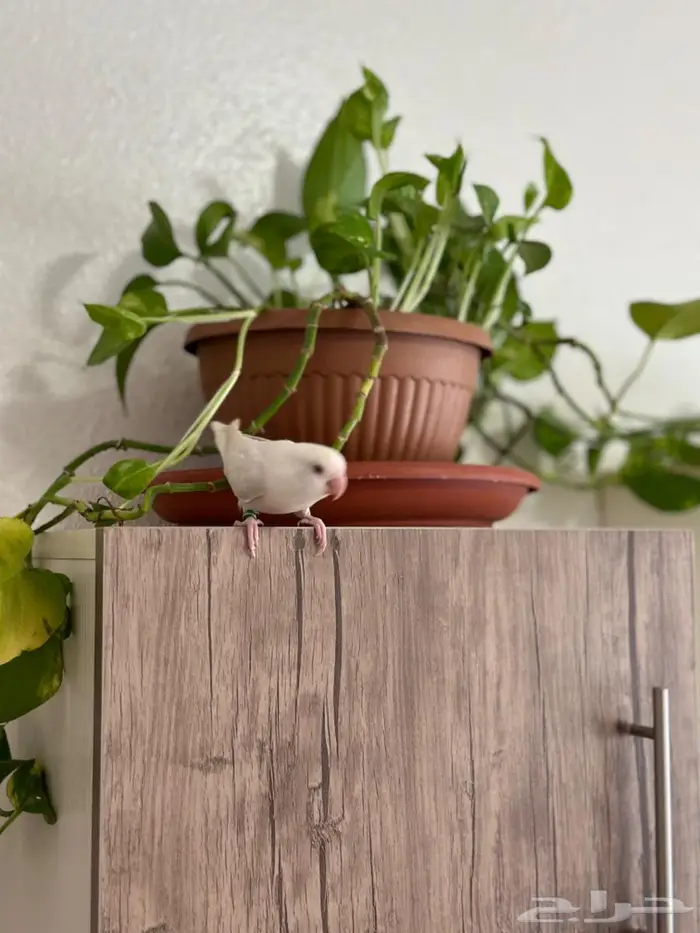 طيور روز زوج مبيضه 4