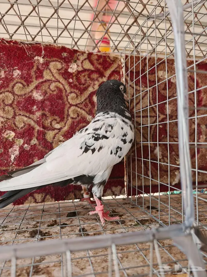 جوز رام بوري بكستاني 4