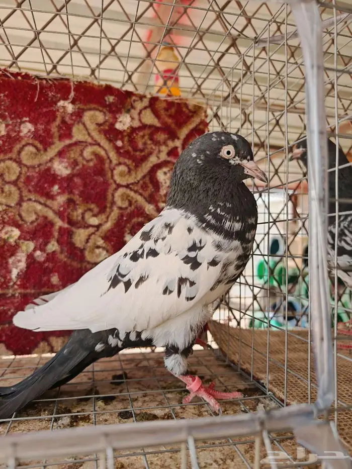 جوز رام بوري بكستاني 5