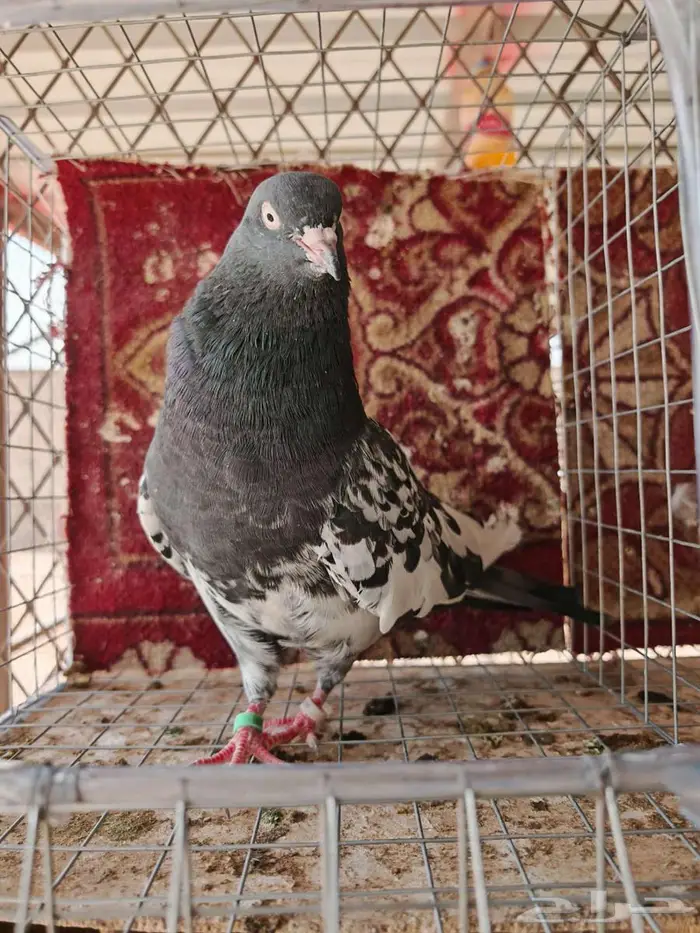 جوز رام بوري بكستاني 3