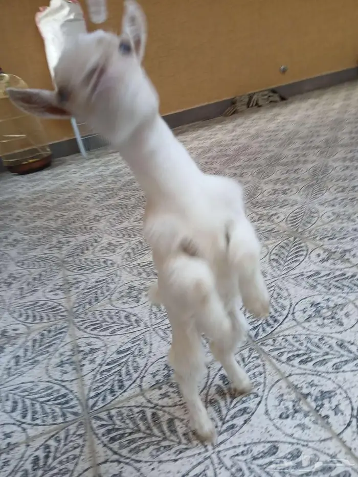 تيس قزم لعوب ب ب 21