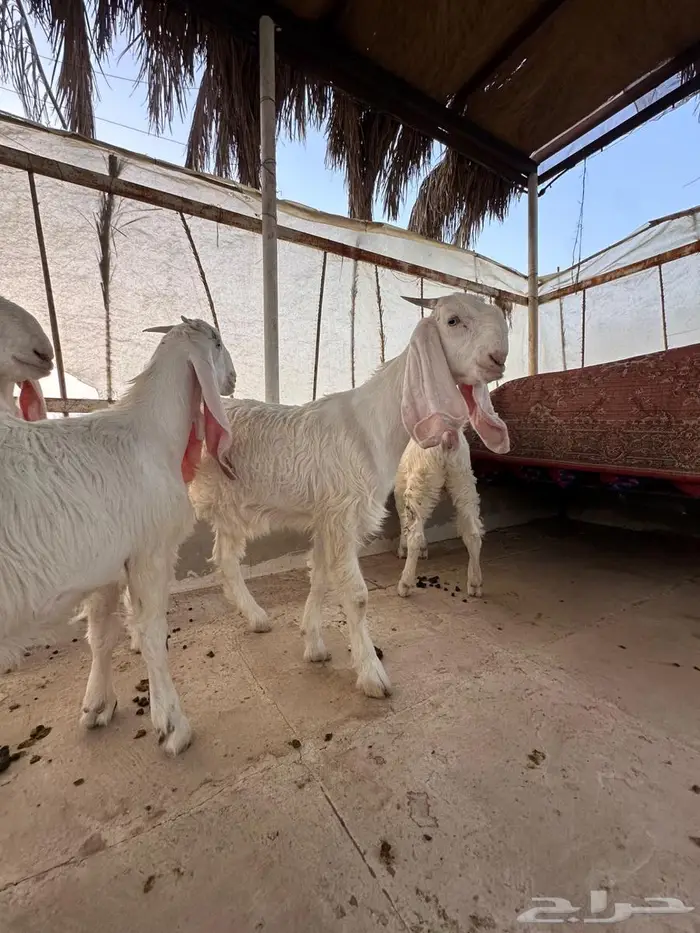 جفار مطورات طيبه بالحيل 4
