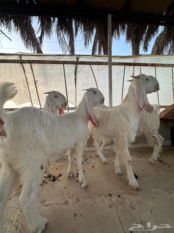 جفار مطورات طيبه بالحيل 3