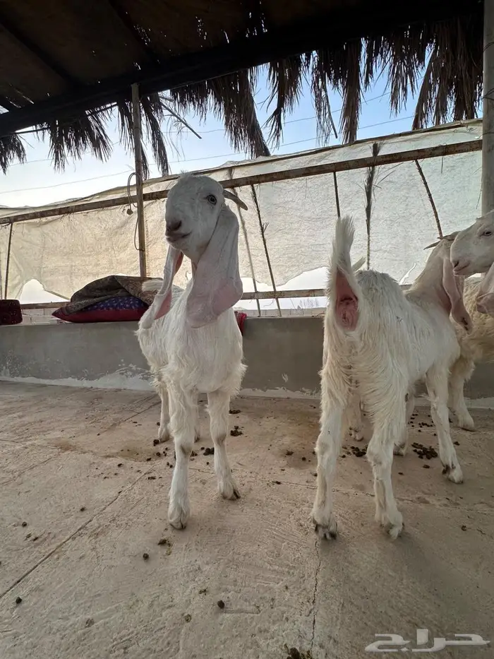 جفار مطورات طيبه بالحيل 2